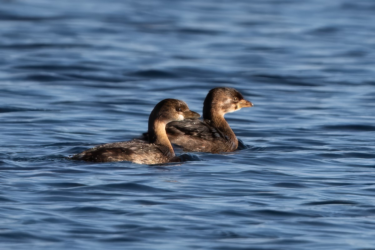 Bindentaucher - ML644607965