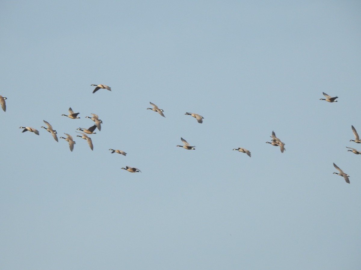 Kanadagans - ML644607966