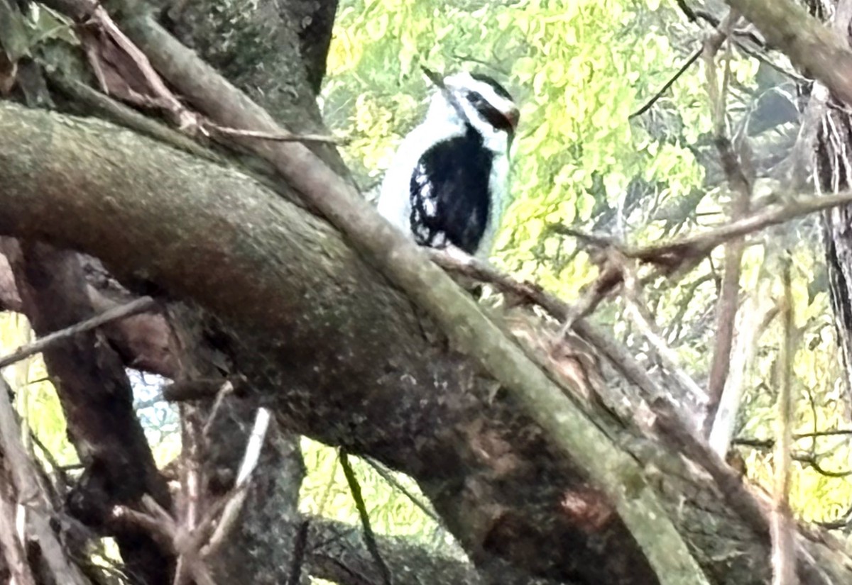 Dunenspecht - ML644607968