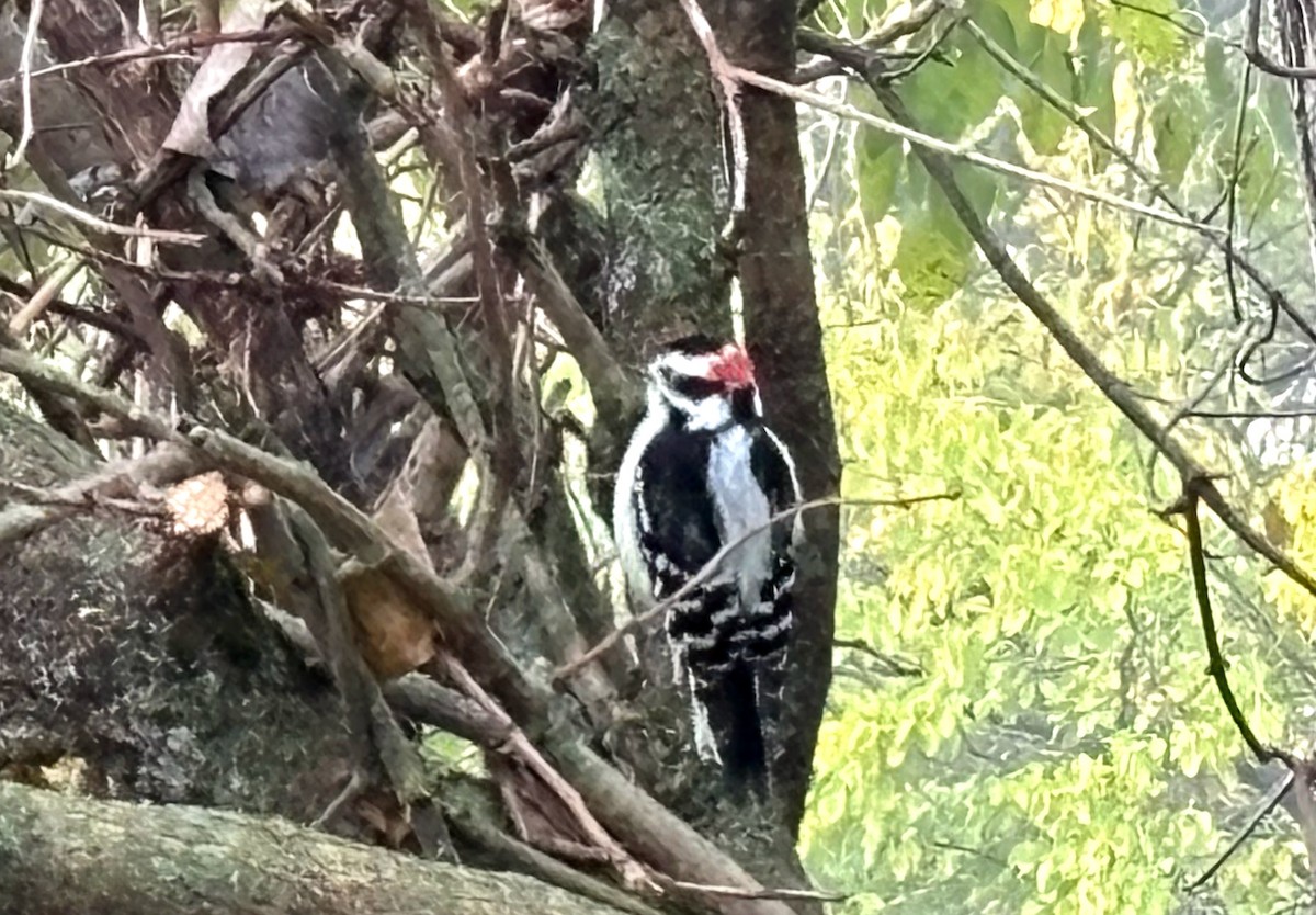 Dunenspecht - ML644607969