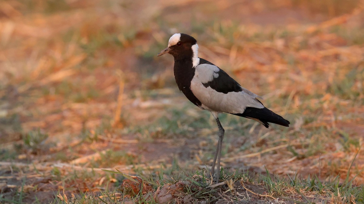 Schmiedekiebitz - ML644607971