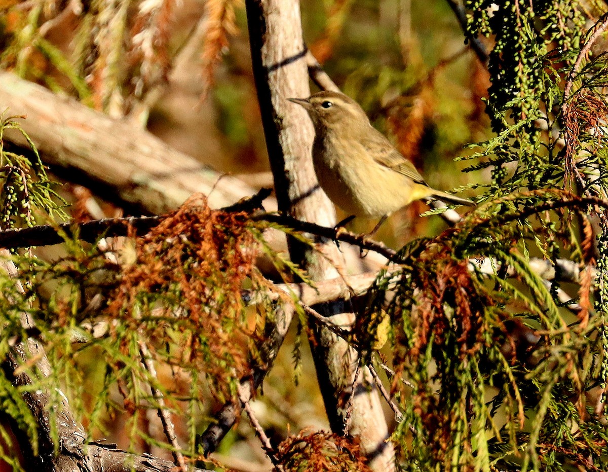 Palmenwaldsänger - ML644607973