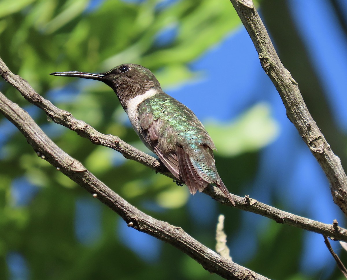 Rubinkehlkolibri - ML644607974