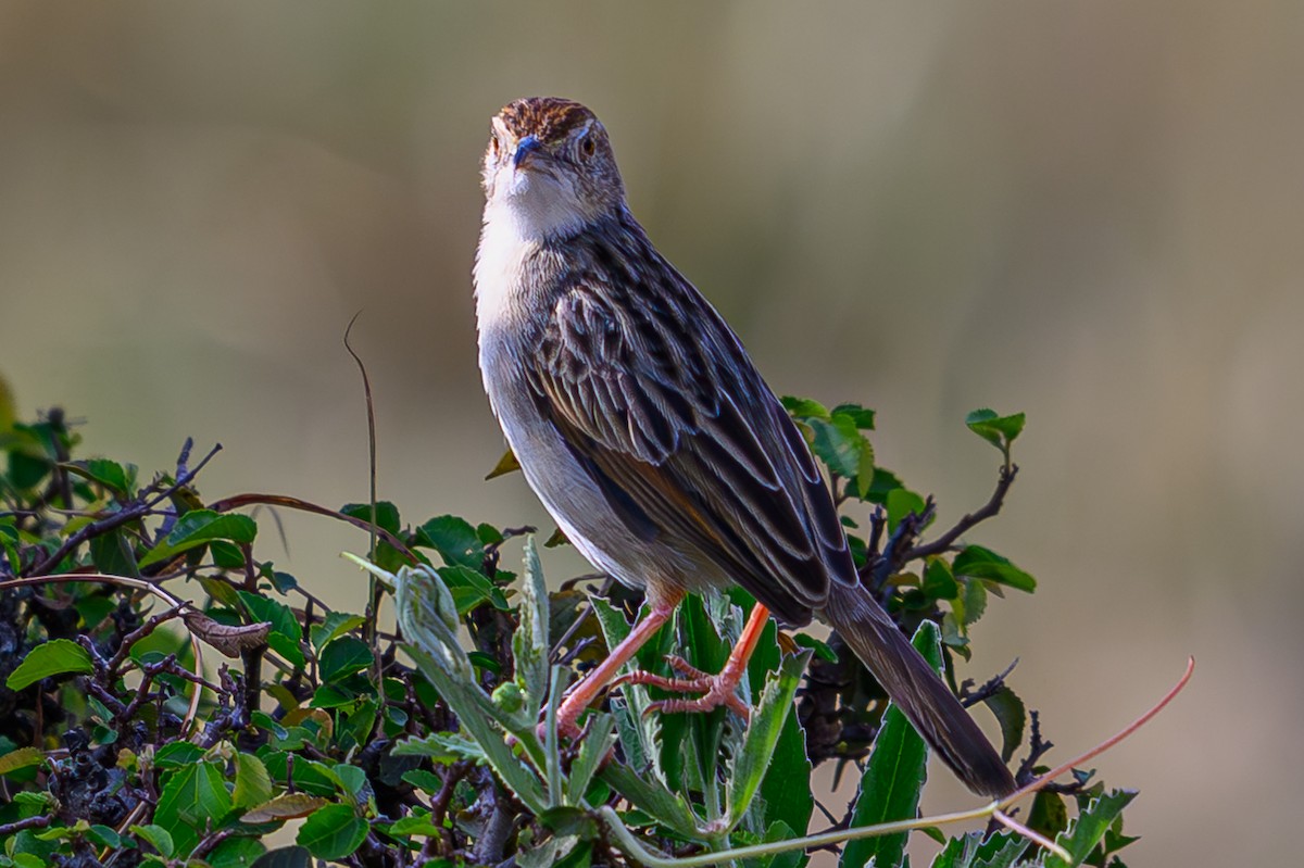 Rotscheitel-Zistensänger - ML644607975