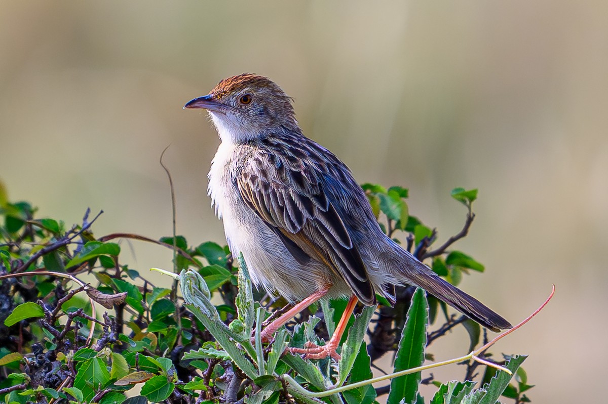 Rotscheitel-Zistensänger - ML644607977