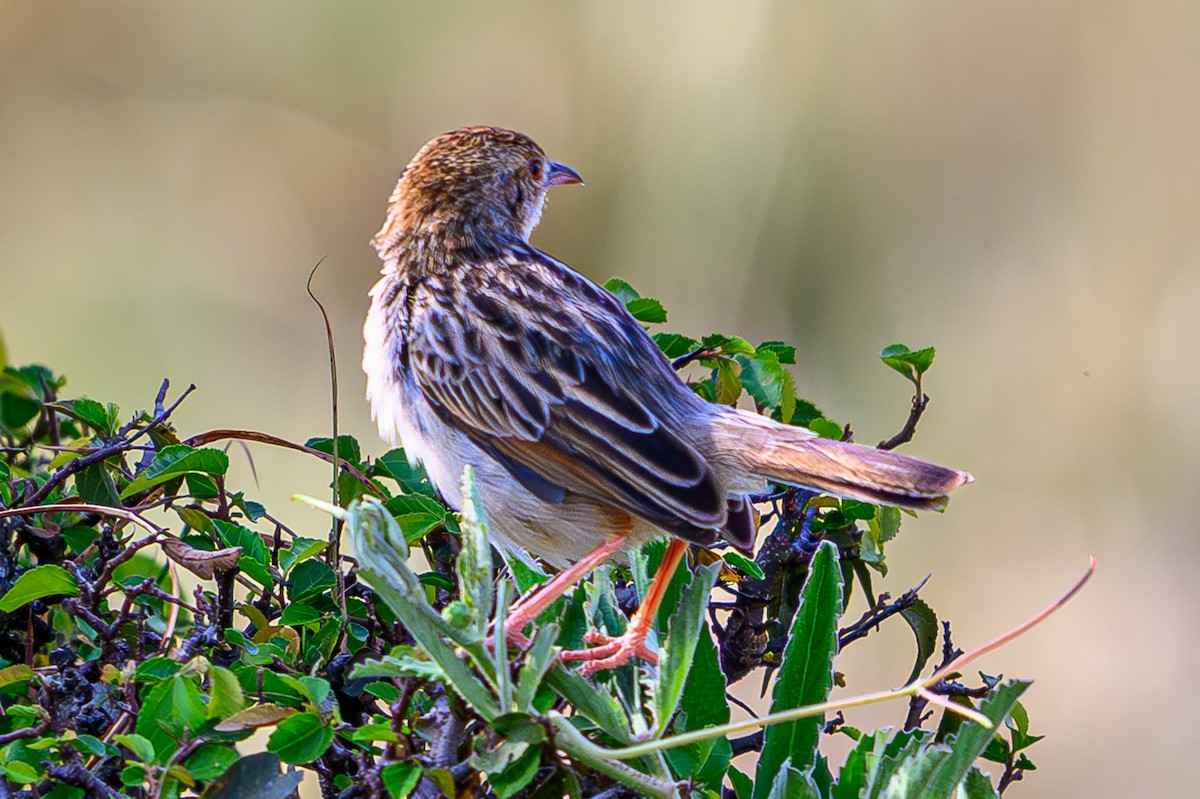 Rotscheitel-Zistensänger - ML644607978