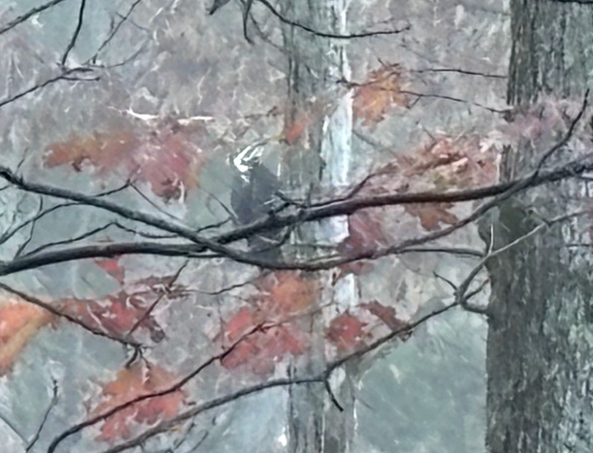 Helmspecht - ML644607979