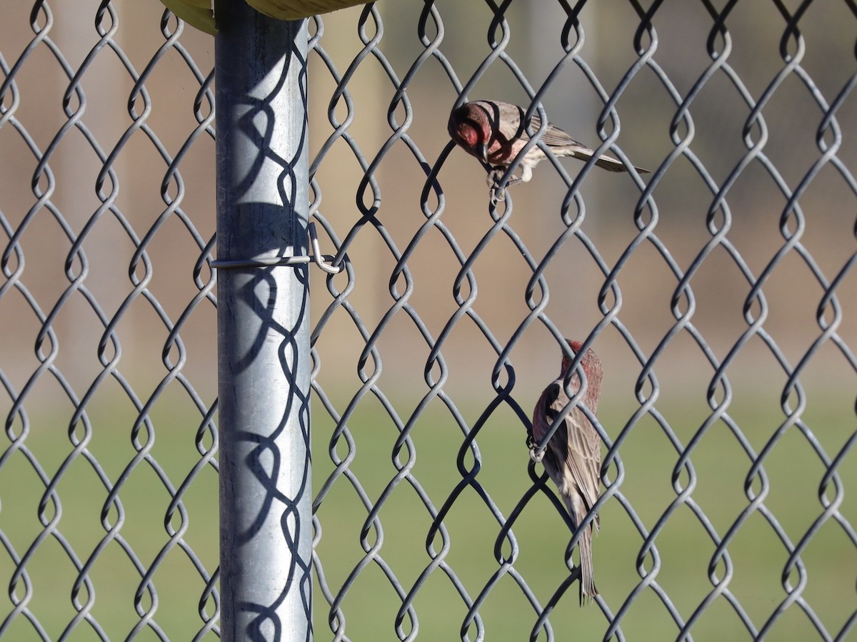 Hausgimpel - ML644607990