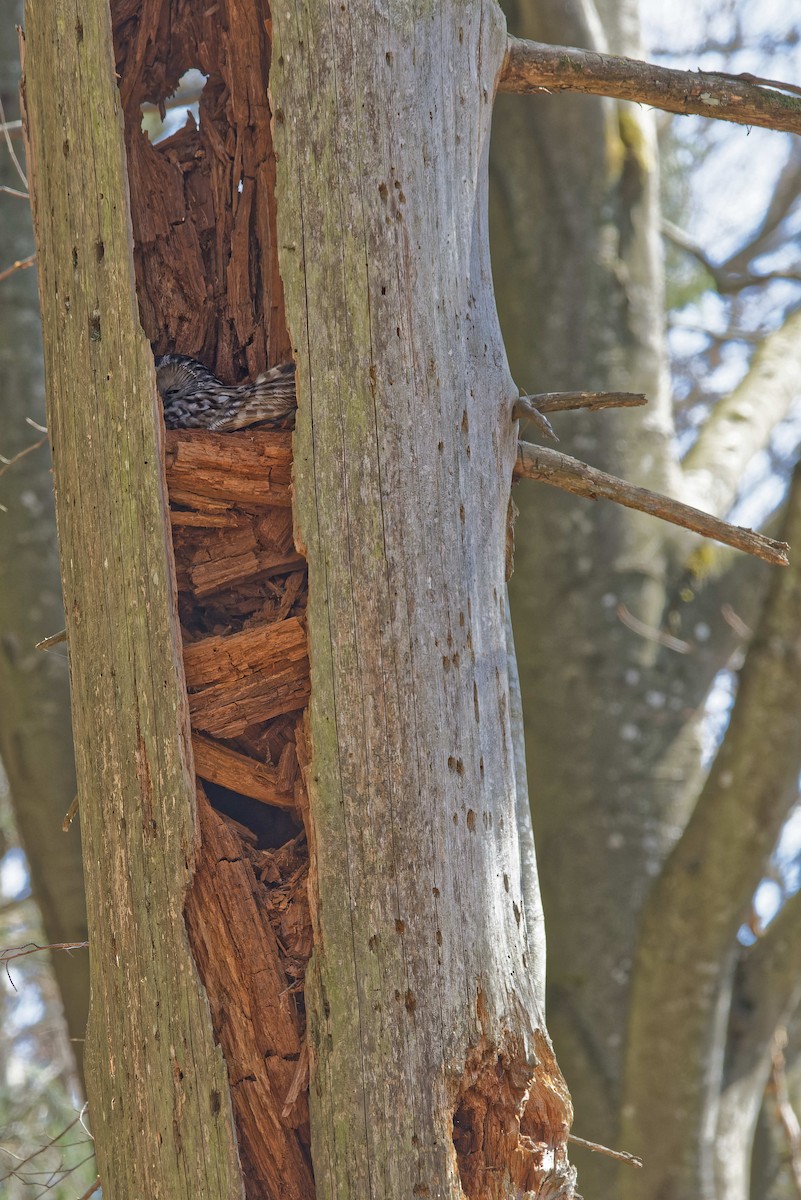 Allocco degli Urali - ML644607991