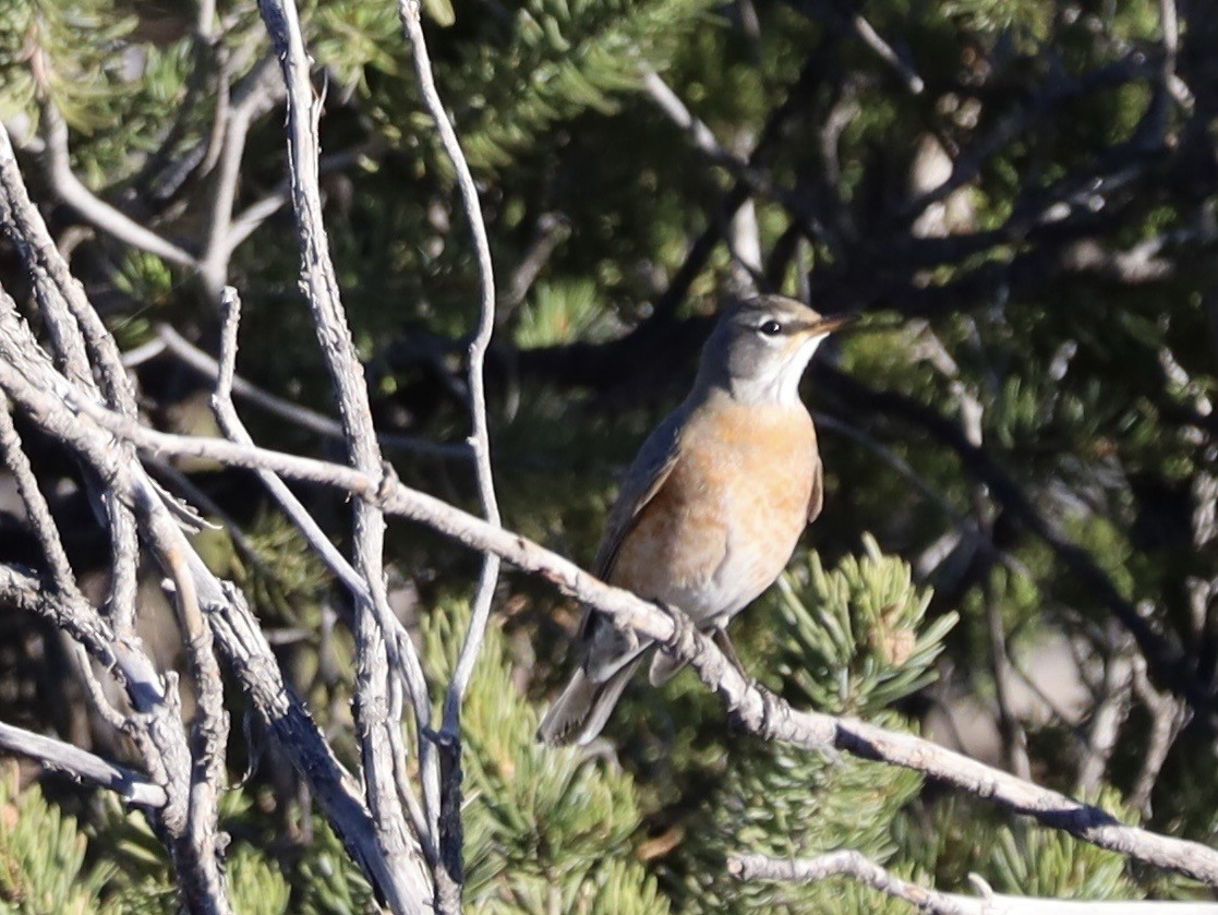 Wanderdrossel - ML644607995