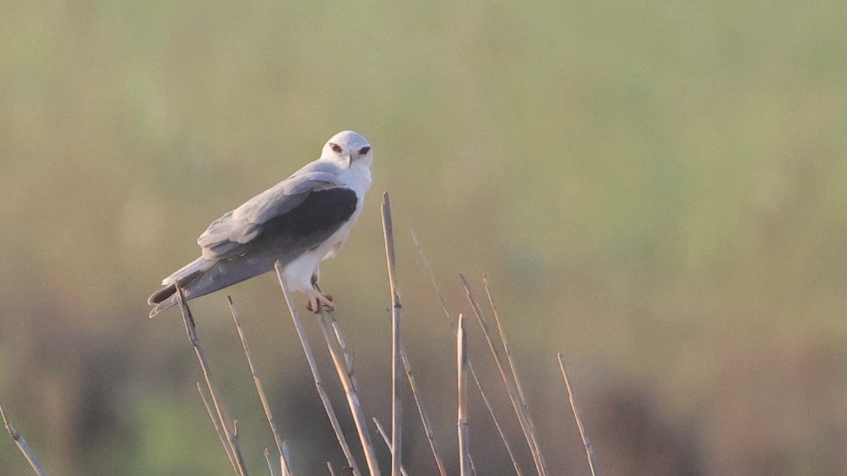 Gleitaar - ML644607996