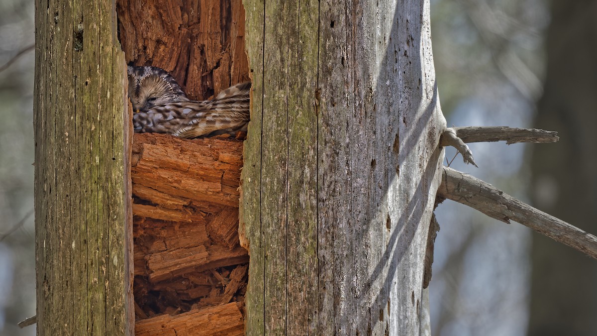 Allocco degli Urali - ML644607997