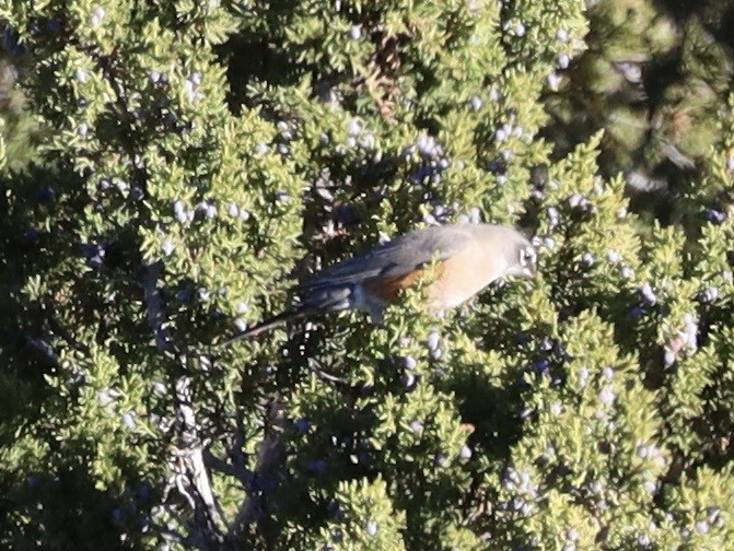 Wanderdrossel - ML644607998