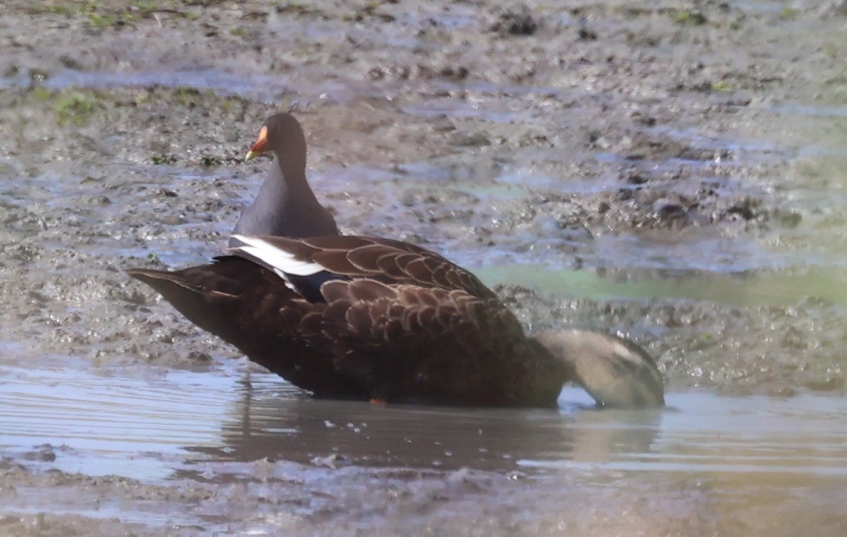 Teichhuhn - ML644607999