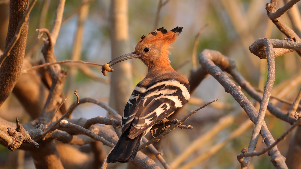 Wiedehopf - ML644608001