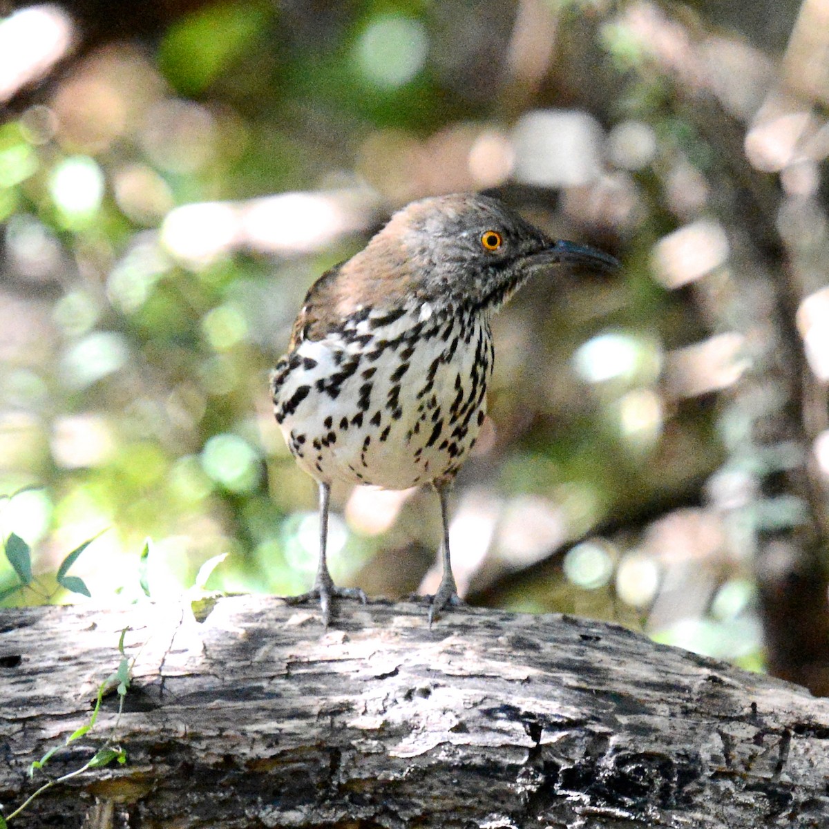 Langschnabel-Spottdrossel - ML644608002