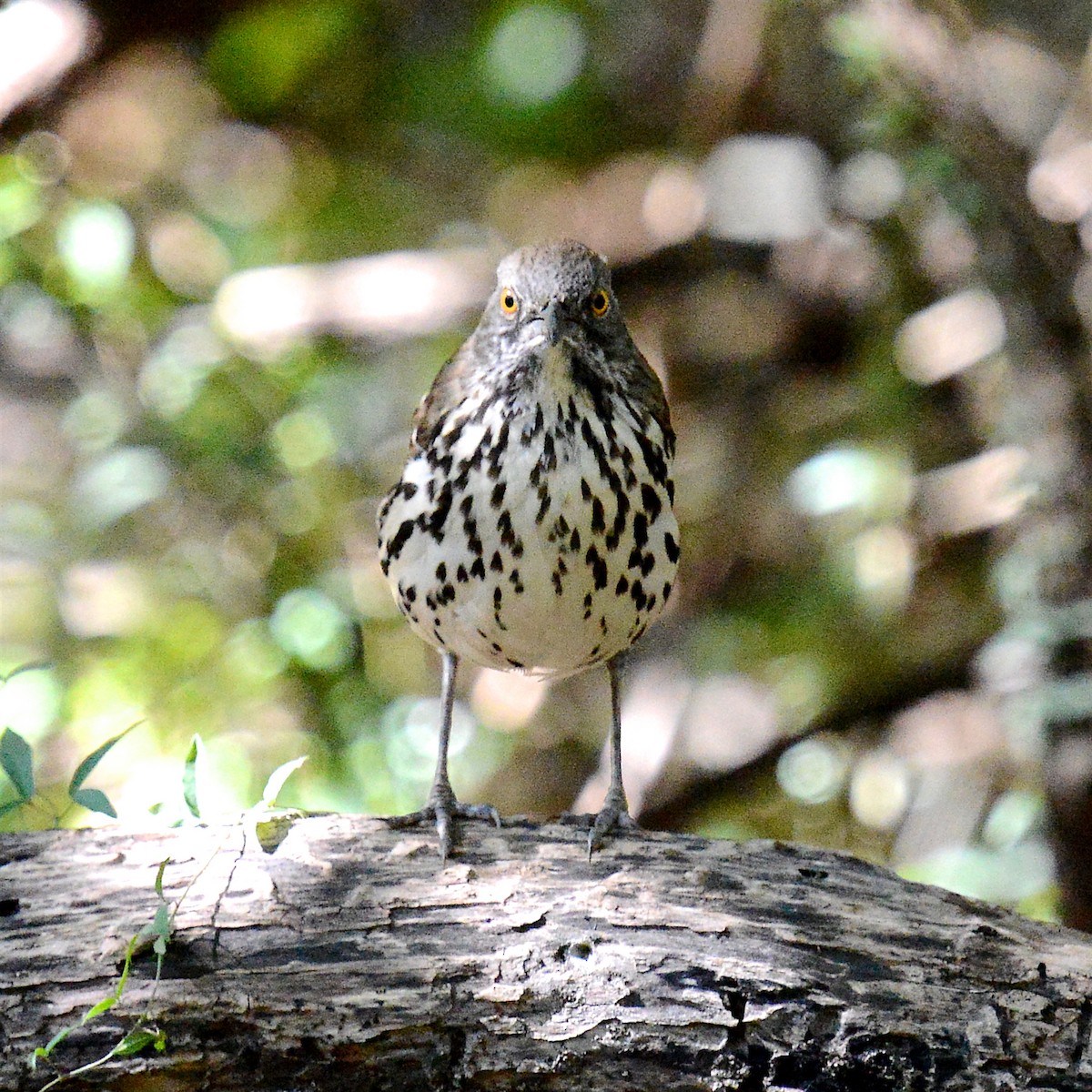 Langschnabel-Spottdrossel - ML644608003