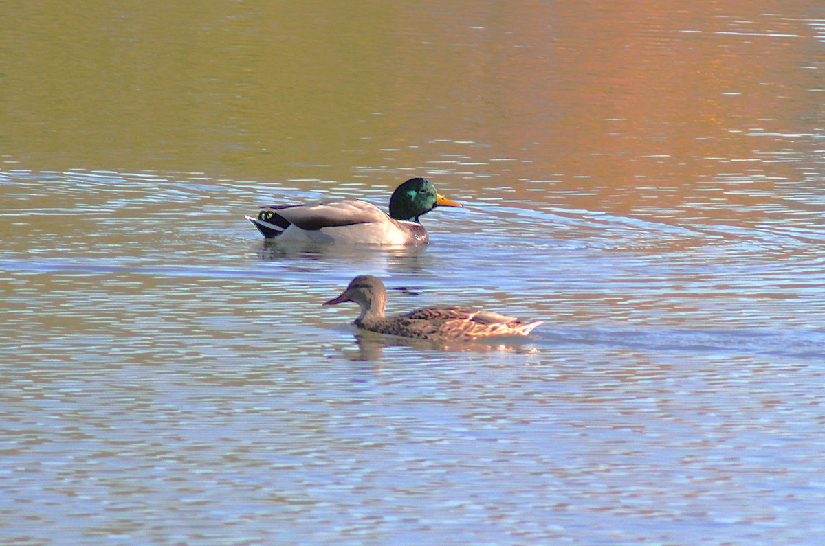 Stockente - ML644608004