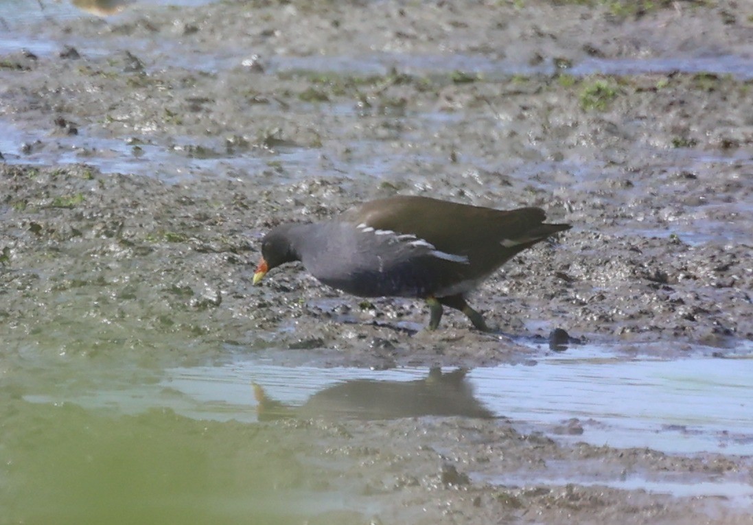 Eurasian Moorhen - ML644608005