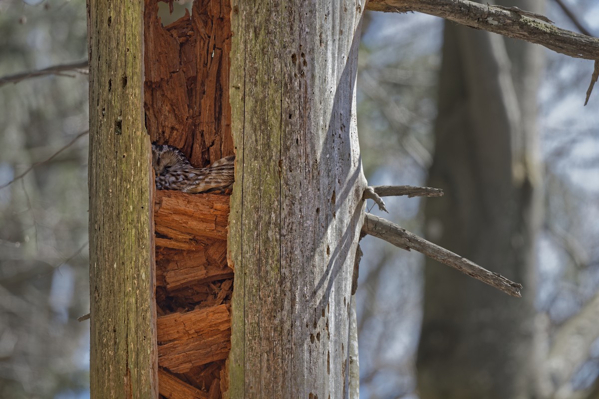 Allocco degli Urali - ML644608014