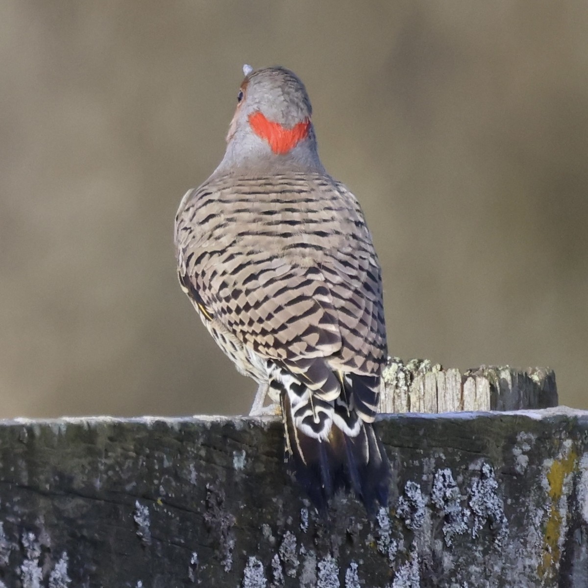 Northern Flicker (Yellow-shafted) - ML644608018