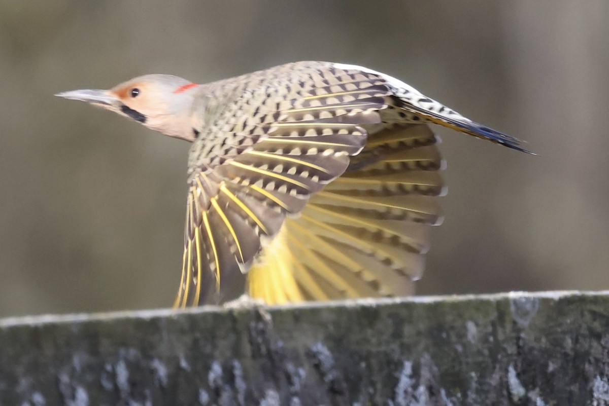 Northern Flicker (Yellow-shafted) - ML644608020