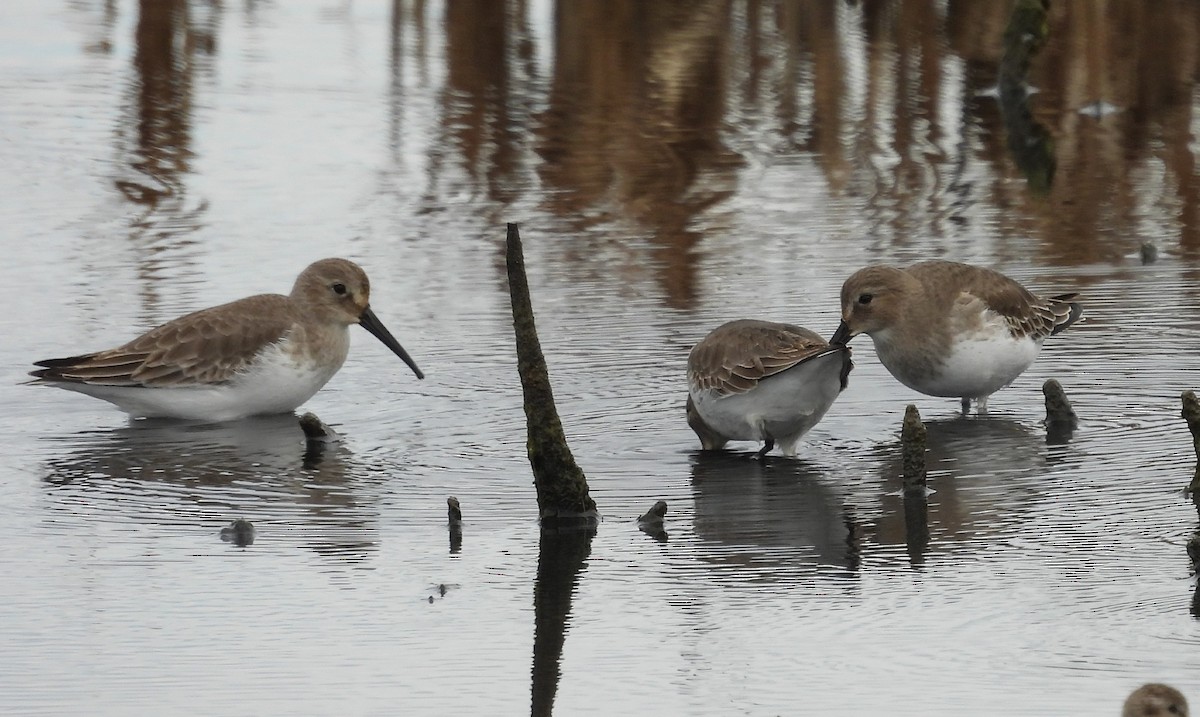 חופית אלפינית - ML644608026