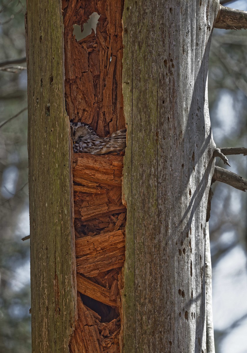 Allocco degli Urali - ML644608029