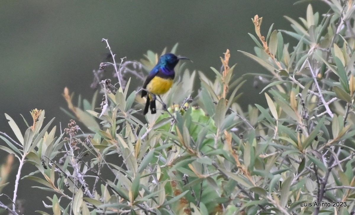Variable Sunbird (Yellow-bellied) - ML644608031