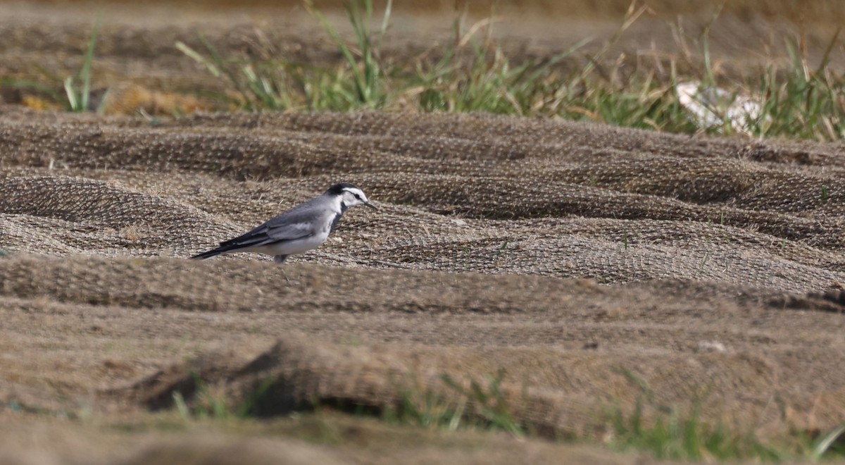 White Wagtail (ocularis) - ML644608041