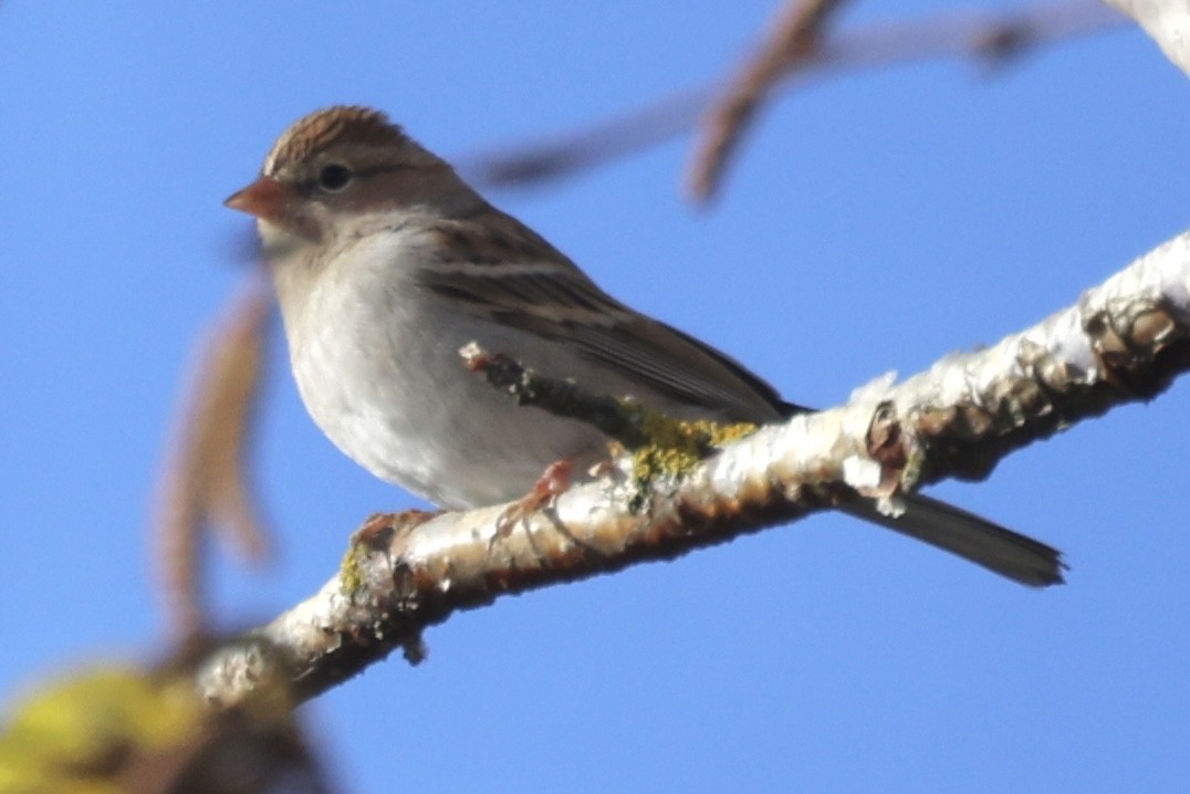 Chipping Sparrow - ML644608043