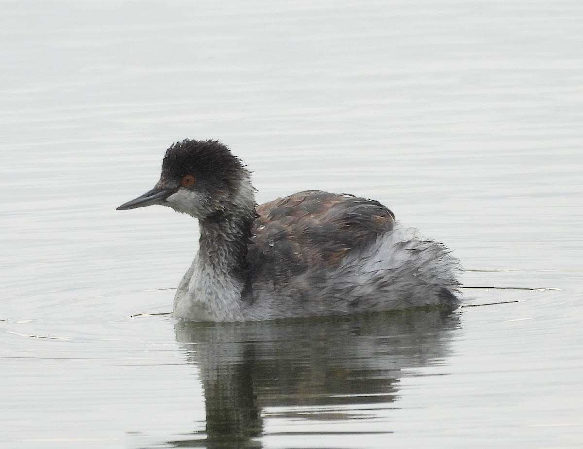 טבלן בינוני - ML644608047