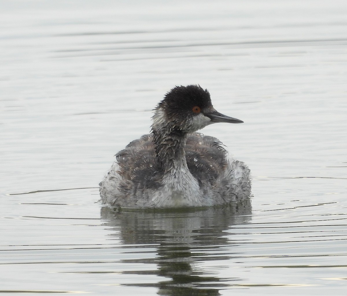 טבלן בינוני - ML644608048