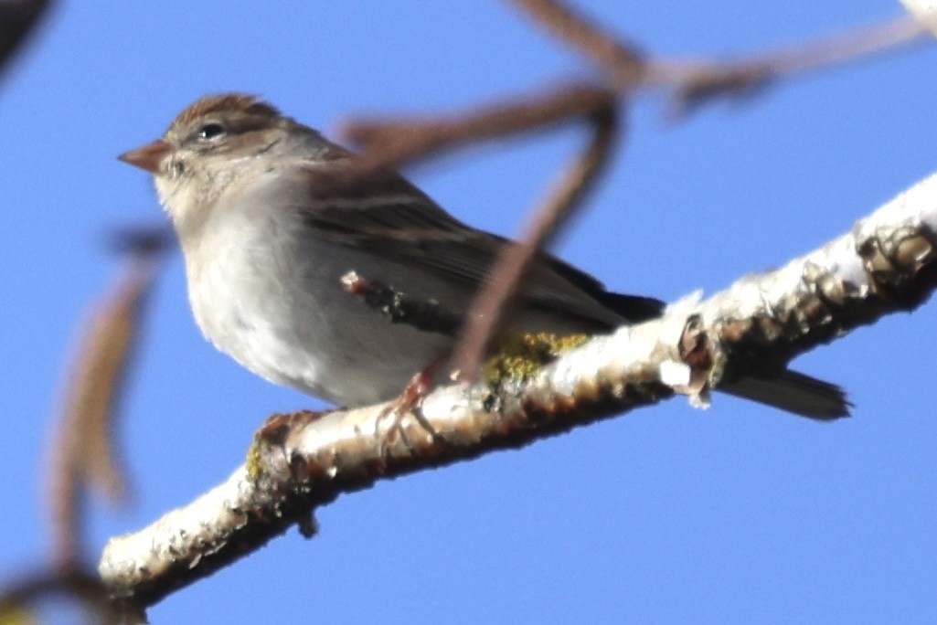 Chipping Sparrow - ML644608067