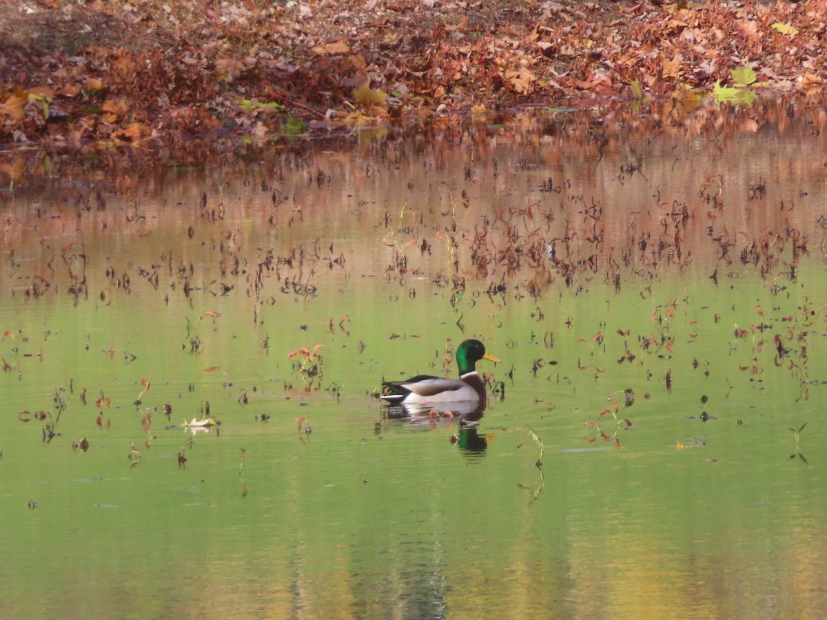 Mallard - ML644608071