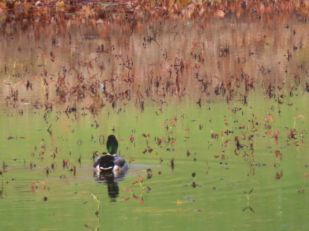 Mallard - ML644608072