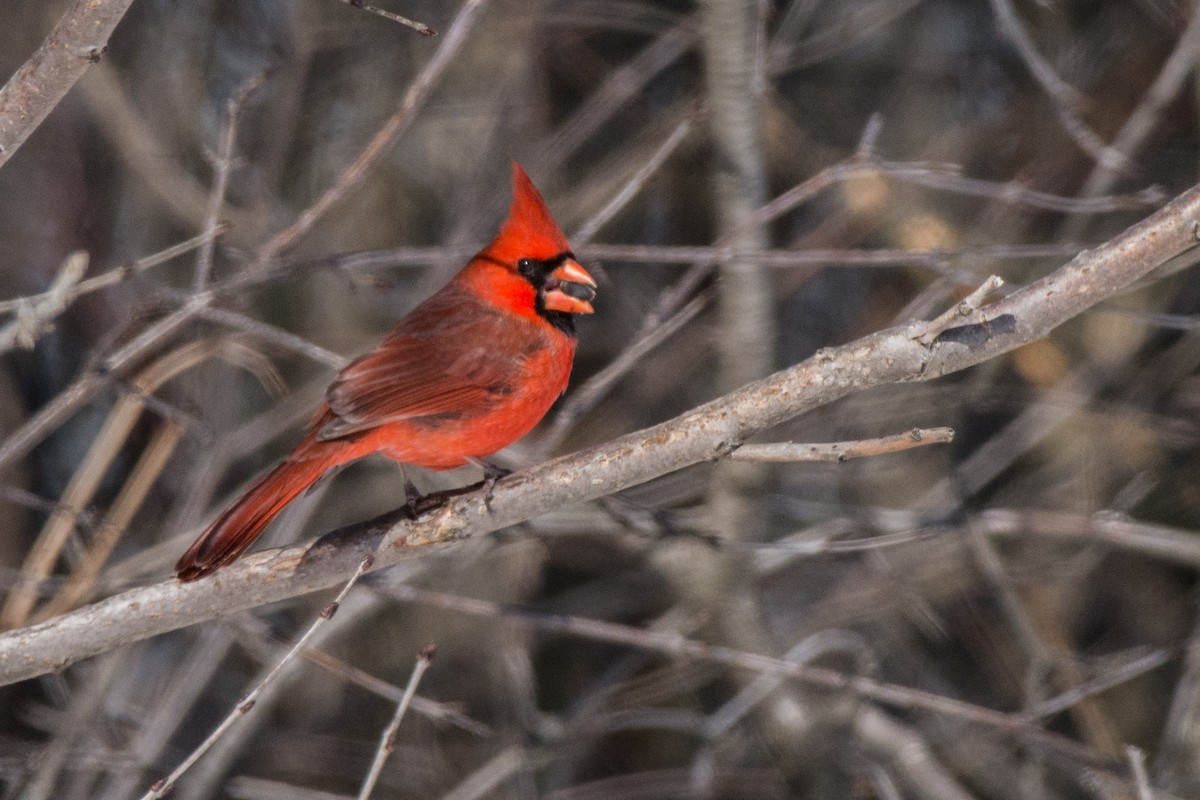 Northern Cardinal - ML644608079