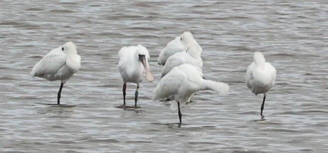 Black-faced Spoonbill - ML644608082