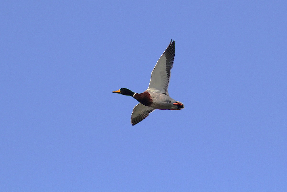 Mallard - ML644608083