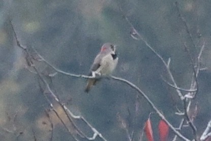 Northern Flicker (Yellow-shafted) - ML644608093