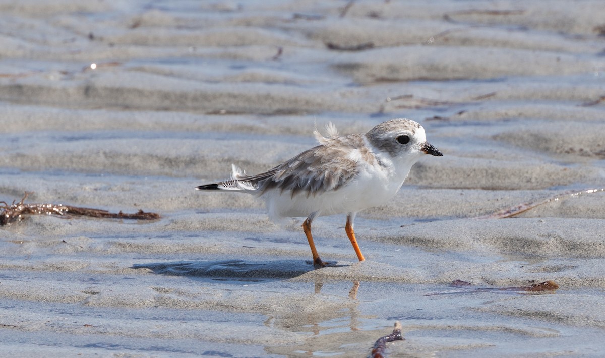 Islıkçı Cılıbıt - ML644608098