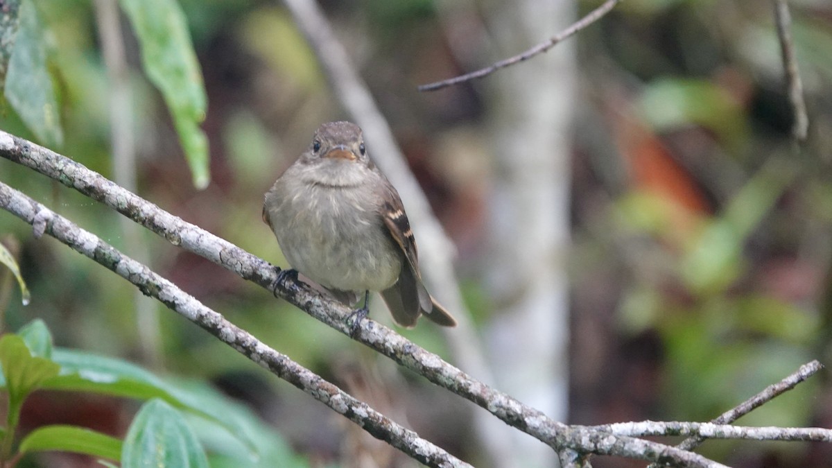 Euler's Flycatcher - ML644608108