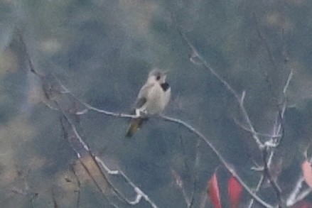 Northern Flicker (Yellow-shafted) - ML644608128