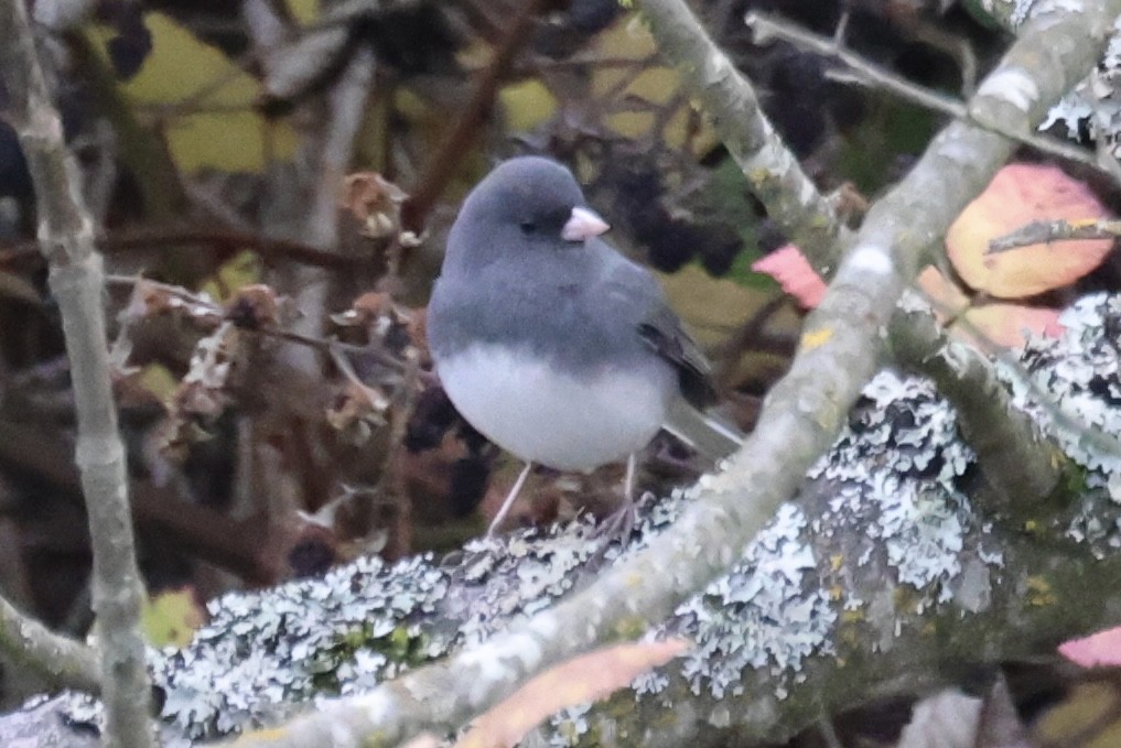 Dark-eyed Junco (Slate-colored) - ML644608141