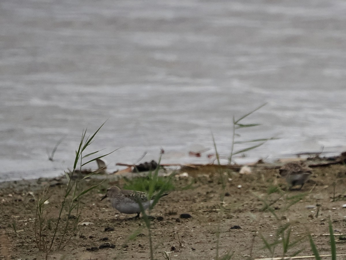 コシジロウズラシギ - ML644608148