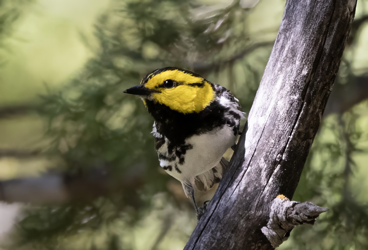 Golden-cheeked Warbler - ML644608154