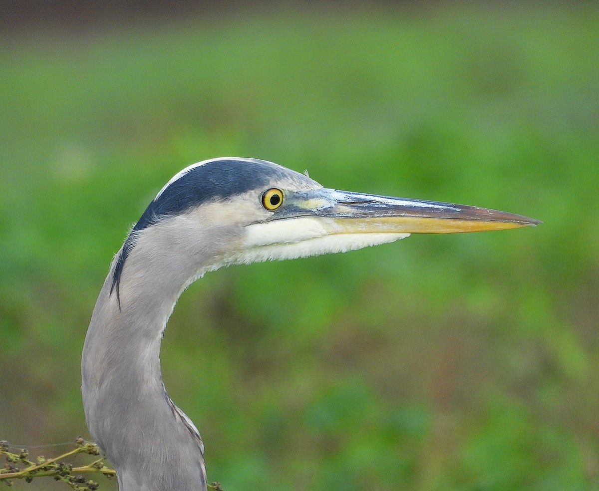 אנפה אמריקנית - ML644608159