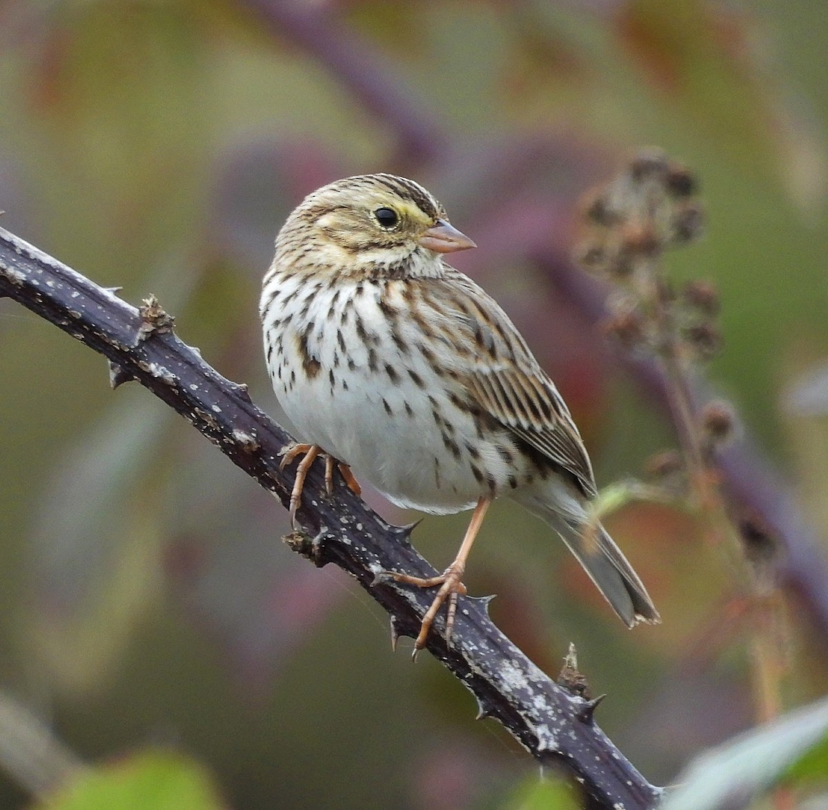 גיבתונית ערבות - ML644608169