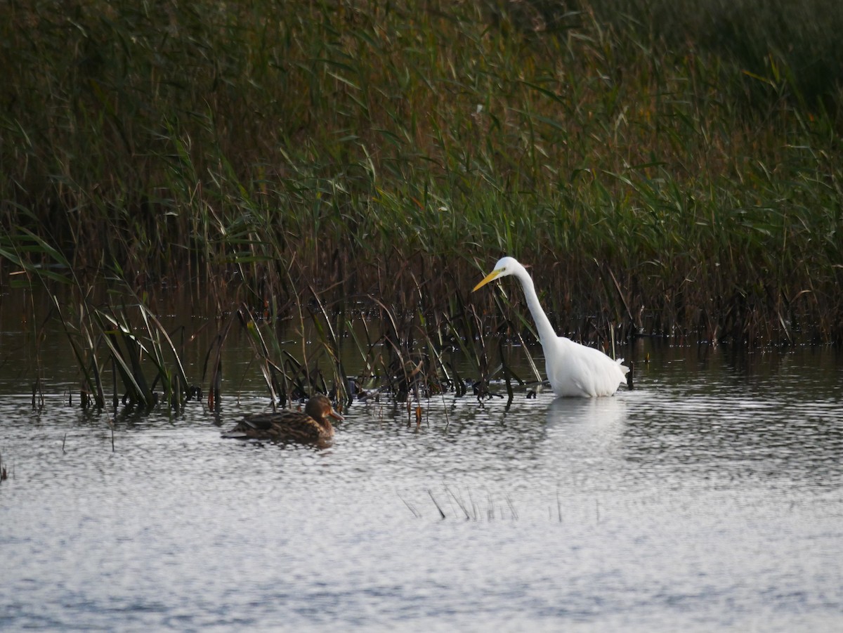 Great Egret - ML644608172