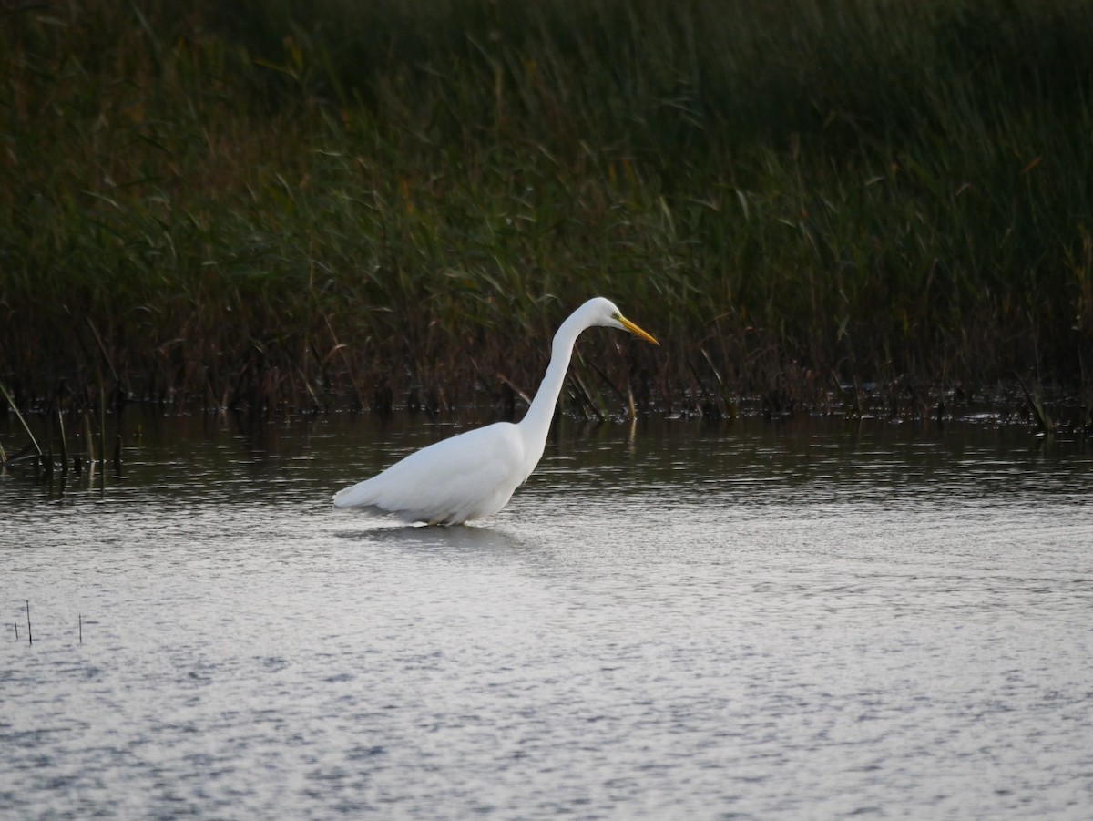 Great Egret - ML644608173